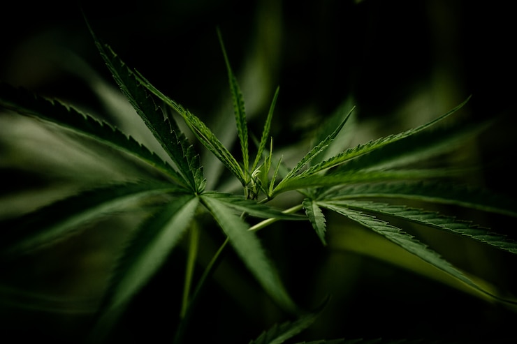 Foto gratuito ripresa ravvicinata della foglia di marijuana