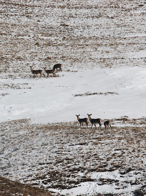 Ripresa verticale ad alto angolo di un gruppo di cervi nella valle innevata