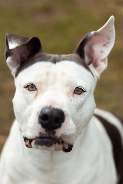 Ripresa verticale del volto di un Dogo Argentino con motivi in bianco e nero