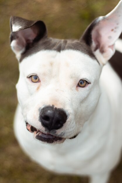 Ripresa verticale del volto di un Dogo Argentino con motivi in bianco e nero