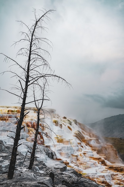 Ripresa verticale di alberi sulla collina innevata catturata in una giornata nebbiosa