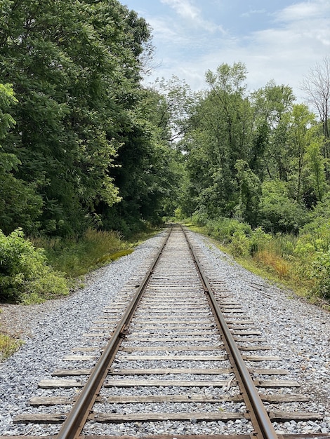 Ripresa verticale di rotaie del treno circondate da alberi