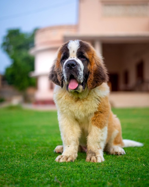 Ripresa verticale di un adorabile cane di San Bernardo all'aperto