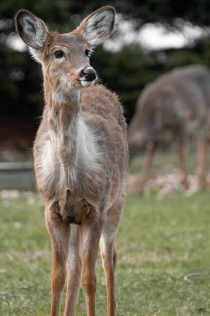 Ripresa verticale di un adorabile cervo in piedi nel campo verde