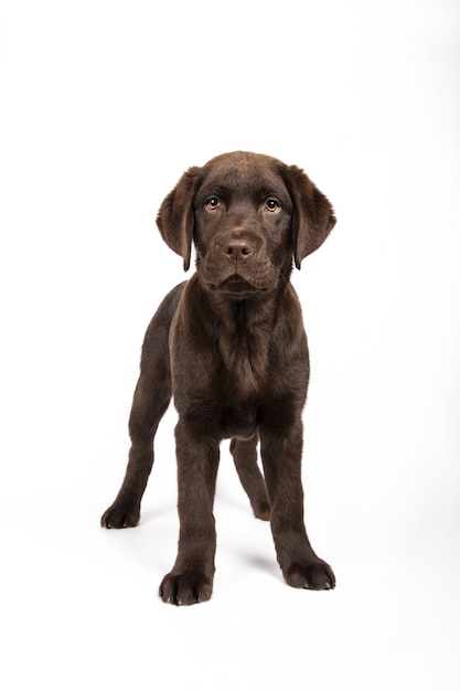 Ripresa verticale di un adorabile cucciolo di Chocolate Labrador sul muro bianco