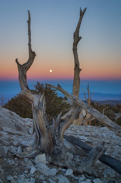 Ripresa verticale di un albero morto su un tramonto incredibile