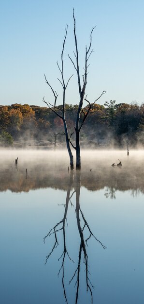 Ripresa verticale di un albero senza foglie che si riflette in un lago con uno sfondo nebbioso