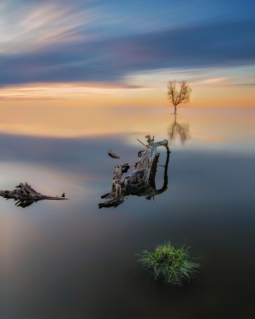 Ripresa verticale di un albero spoglio e tronchi in mare con una lunga esposizione durante il tramonto