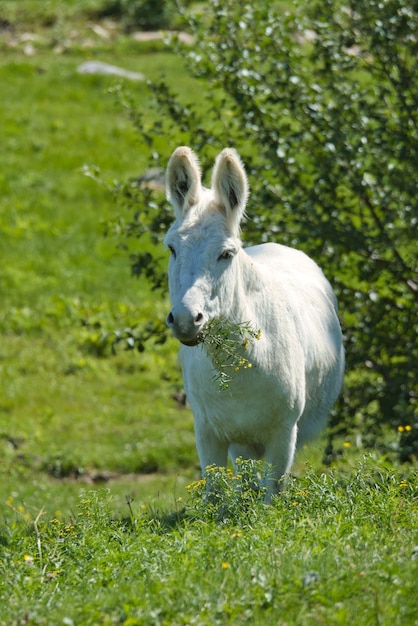 Ripresa verticale di un asino bianco in un campo di fattoria che cammina nel verde sotto la luce del sole
