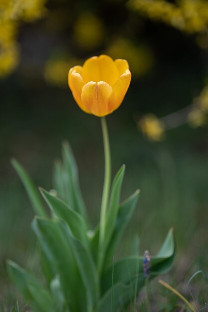 Ripresa verticale di un bellissimo fiore di tulipano con morbidi petali gialli sotto la luce del sole
