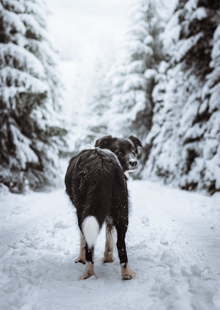 Ripresa verticale di un Border Collie nero in una foresta coperta di neve