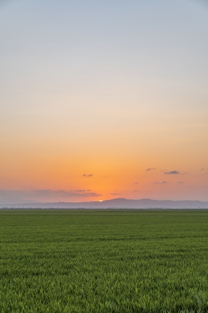 Ripresa verticale di un campo di riso catturato al tramonto ad Albufera, Valencia, Spagna