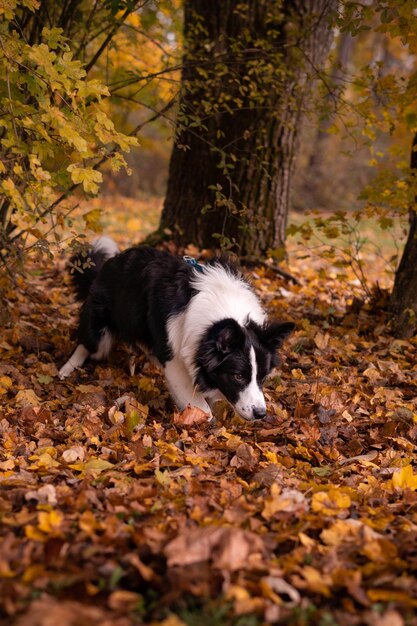 Ripresa verticale di un cane bianco e nero che cammina in una foresta con foglie cadute in autunno