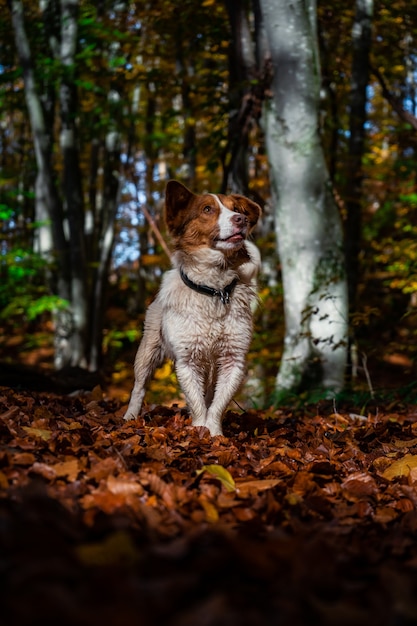 Ripresa verticale di un cane Border Collie in una foresta autunnale