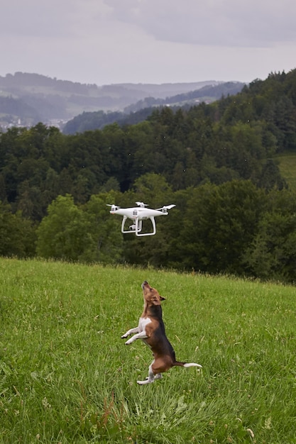 Ripresa verticale di un cane in un prato che salta per raggiungere il drone volante