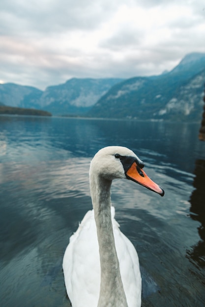 Ripresa verticale di un cigno bianco che nuota nel lago di Hallstatt.
