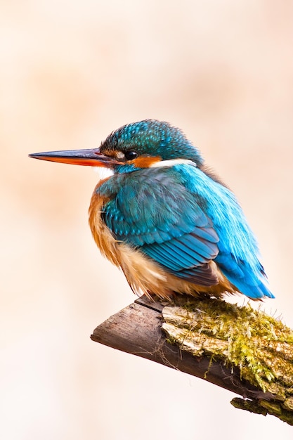 Ripresa verticale di un comune martin pescatore appollaiato su legno in un campo con uno sfondo sfocato