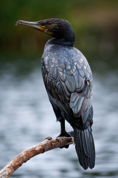 Ripresa verticale di un cormorano appollaiato su un legno con un lago