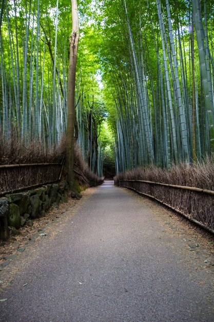 Ripresa verticale di un lungo sentiero attraverso un boschetto di bambù a Kyoto in Giappone