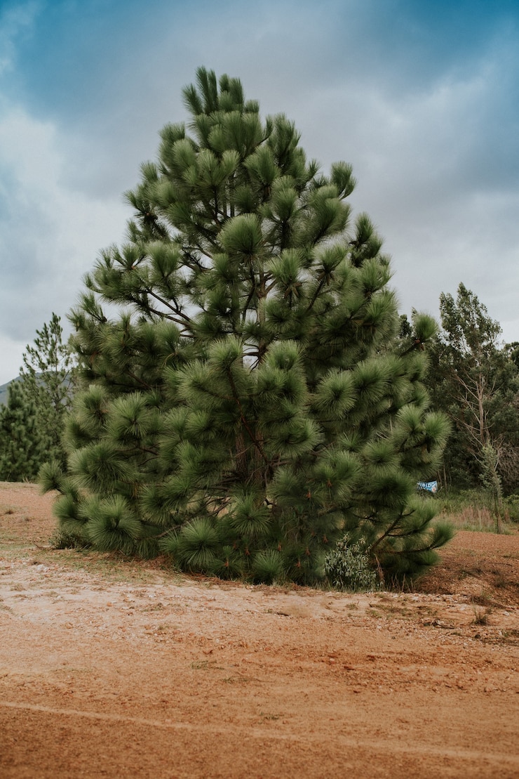 Foto gratuito ripresa verticale di un pino con alberi e cielo nuvoloso sullo sfondo
