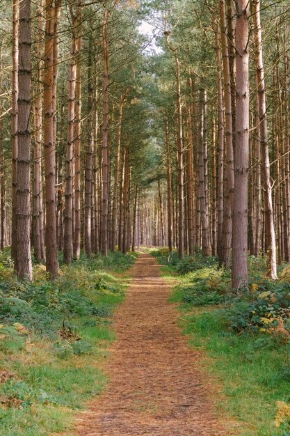 Ripresa verticale di un sentiero in mezzo agli alberi alti di una foresta