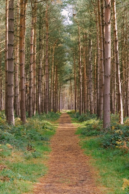 Ripresa verticale di un sentiero in mezzo agli alberi alti di una foresta