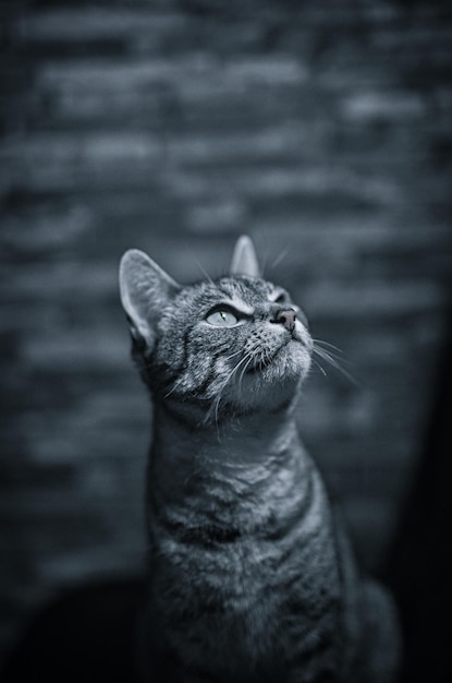 Ripresa verticale di un simpatico gatto europeo