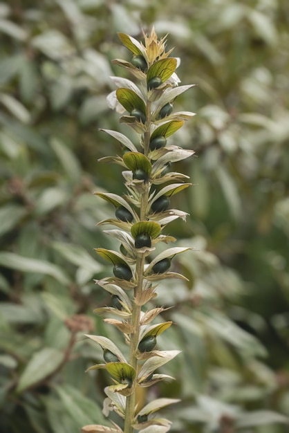 Ripresa verticale di una bellissima pianta alta in natura con bokeh morbido