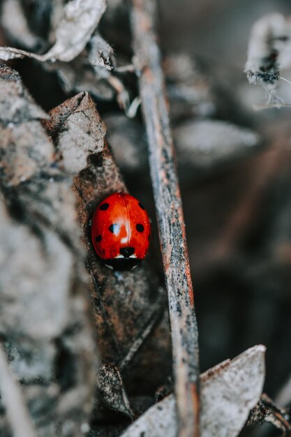 Ripresa verticale di una coccinella su foglie secche