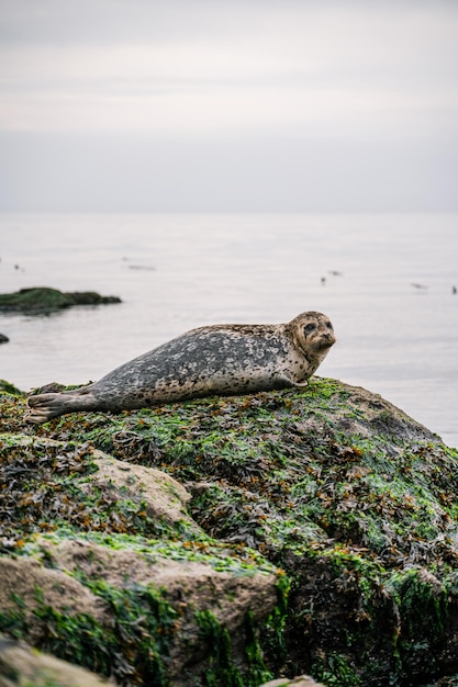 Ripresa verticale di una foca portuale in riva al mare