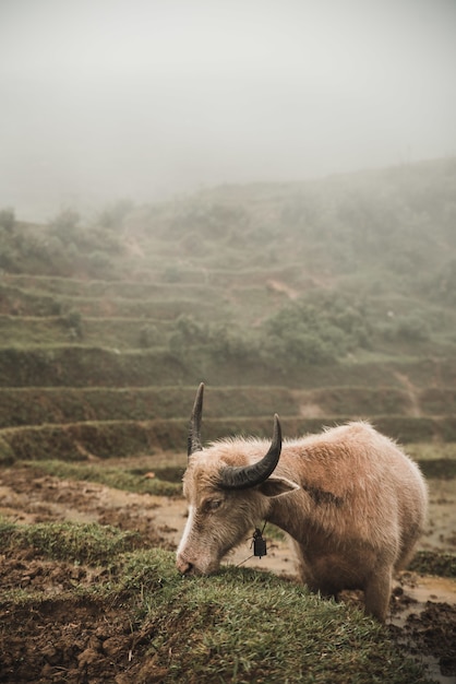 Ripresa verticale di una mucca scozzese che pascola al pascolo con una scena nebbiosa