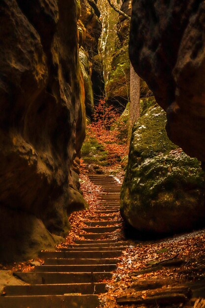 Ripresa verticale di una scala tra enormi rocce nella foresta nel Parco nazionale della Svizzera sassone