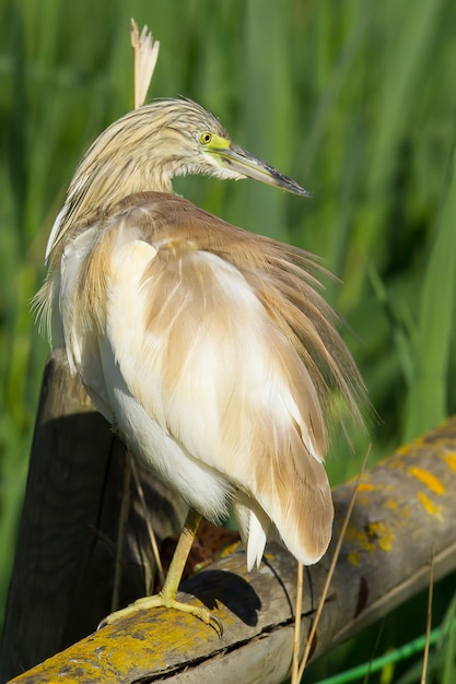 Ripresa verticale di una sgarza ciuffetto appollaiata su legno nel Parco Nazionale di Donana, Spagna