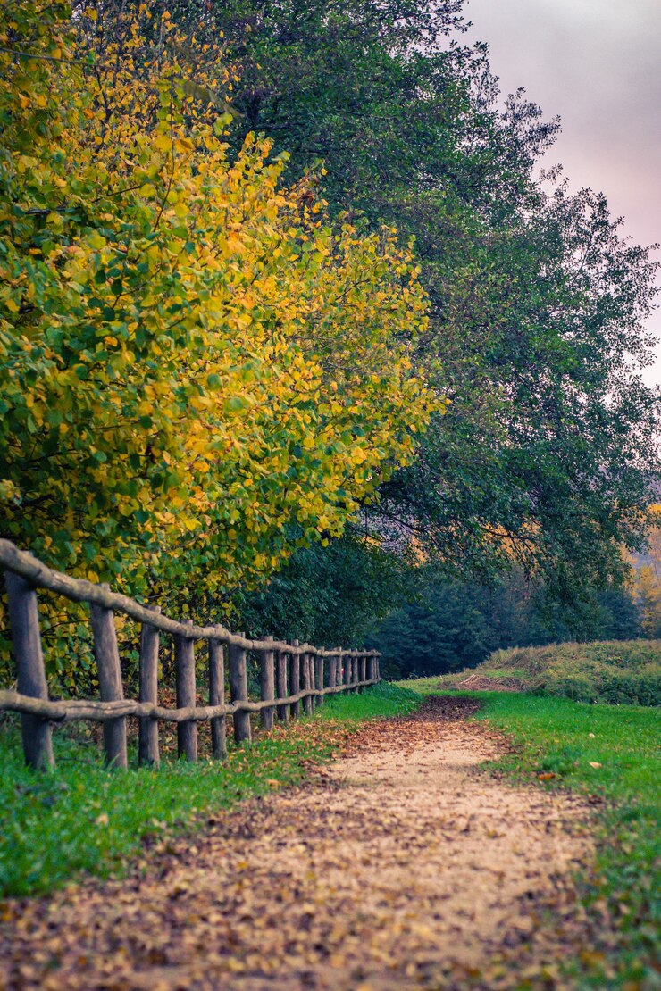 Foto gratuito ripresa verticale di una staccionata in legno e di un sentiero in un parco autunnale