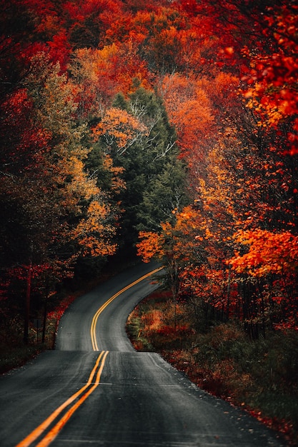 Ripresa verticale di una strada sinuosa in una foresta ricoperta di alberi ingialliti e foglie secche in autunno