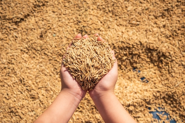 Risaia nel raccolto, la risaia gialla dorata in mano, l'agricoltore che porta la risaia a disposizione, il riso.