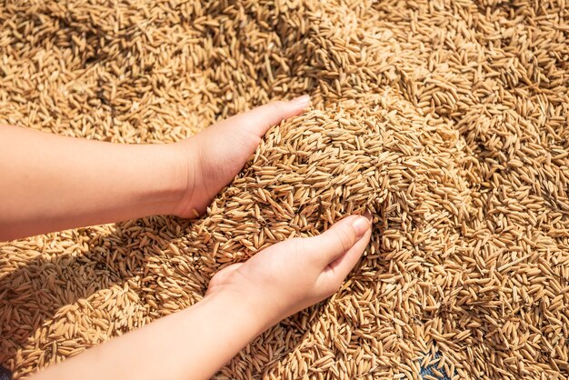 Risaia nel raccolto, la risaia gialla dorata in mano, l'agricoltore che porta la risaia a disposizione, il riso.