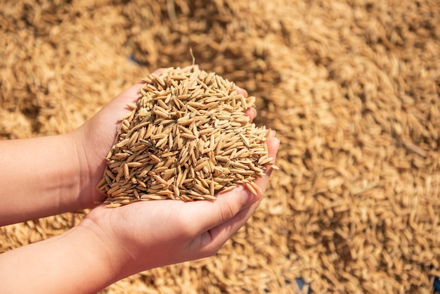 Risaia nel raccolto, la risaia gialla dorata in mano, l'agricoltore che porta la risaia a disposizione, il riso.