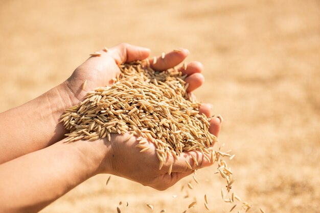 Risaia nel raccolto, la risaia gialla dorata in mano, l'agricoltore che porta la risaia a disposizione, il riso.