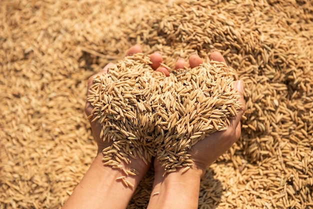 Risaia nel raccolto, la risaia gialla dorata in mano, l'agricoltore che porta la risaia a disposizione, il riso.