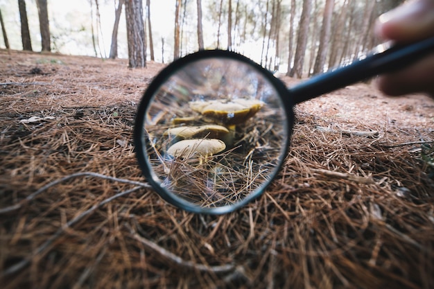 Ritaglia la mano con la lente d&#39;ingrandimento vicino ai funghi