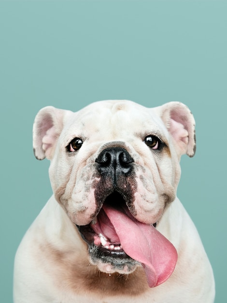 Ritratto adorabile del cucciolo del bulldog bianco