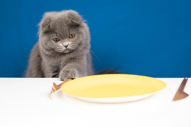 Ritratto adorabile dell'animale domestico isolato