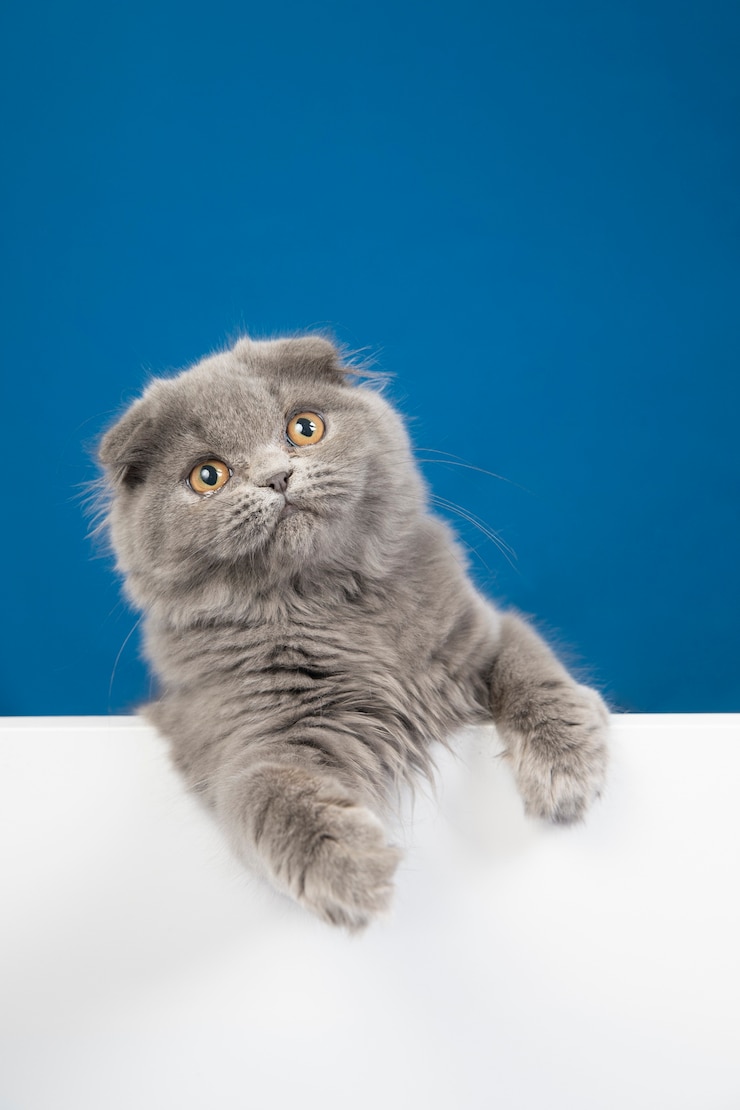 Foto gratuito ritratto adorabile dell'animale domestico isolato