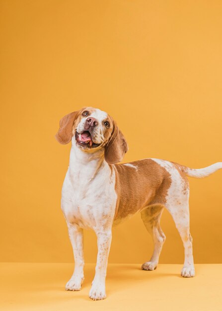 Ritratto del cane adorabile che attacca fuori la sua lingua