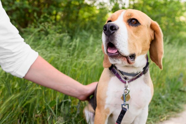 Ritratto del cane da lepre sveglio che gode della passeggiata nel parco