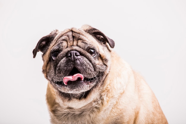 Ritratto del cane del carlino con la sua lingua fuori che guarda l&#39;obbiettivo
