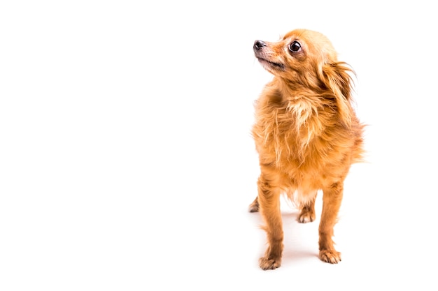 Ritratto del cane marrone che distoglie lo sguardo su fondo bianco