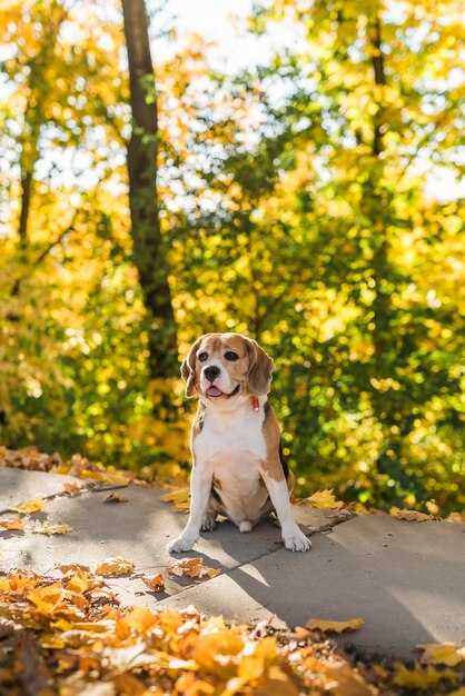 Ritratto del cane sveglio di beagle che si siede nel parco