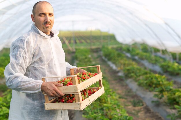 Ritratto del coltivatore maschio che tiene la frutta della fragola appena raccolta nel campo